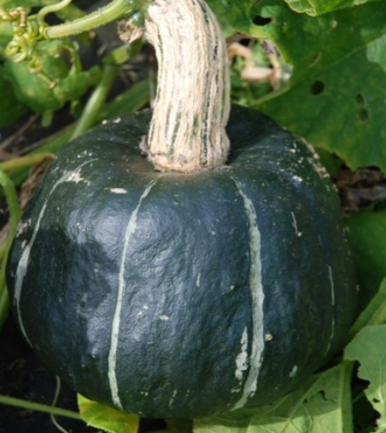 Squash Buttercup
