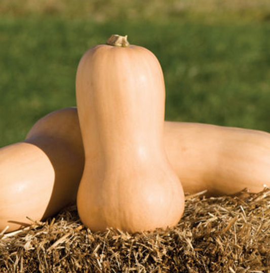 Squash Waltham Butternut