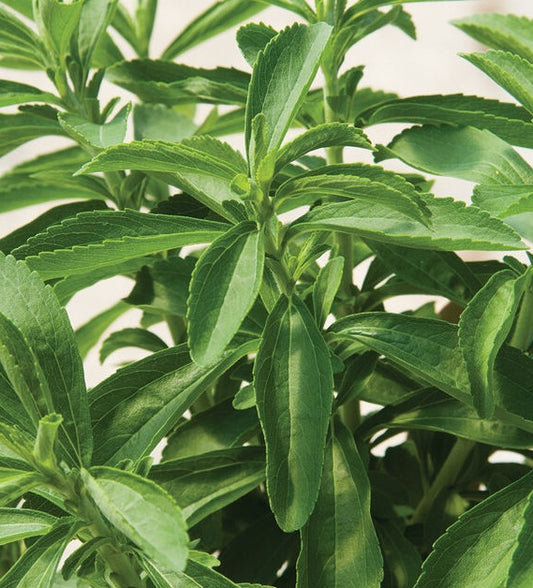 Stevia