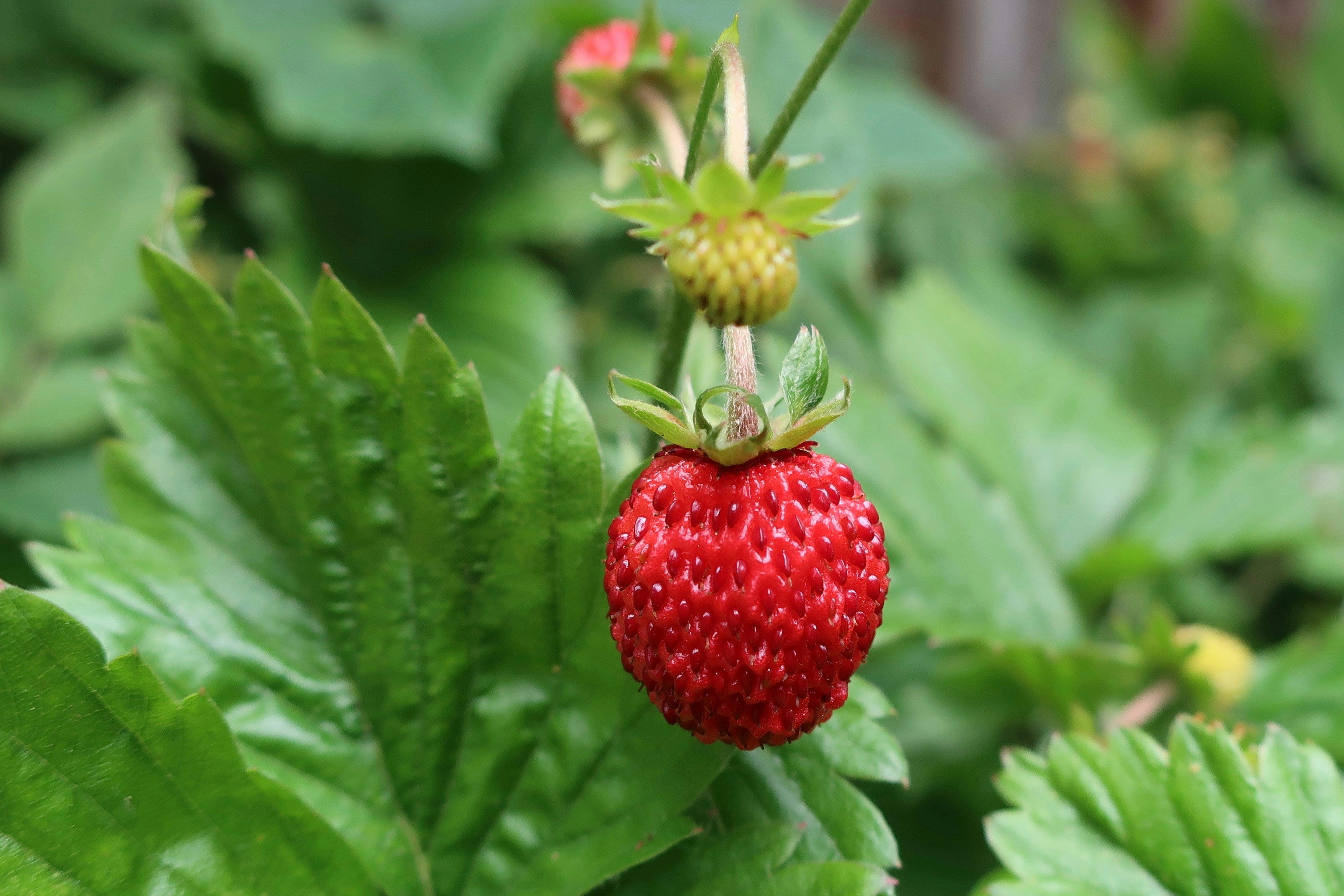 strawberry regina seeds Strawberry Regina – MoreVeg Seeds