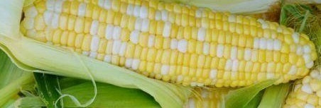 picture of Sweet Corn Ambrosia F1