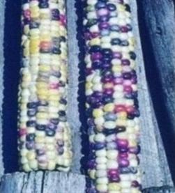 Sweet Corn Ornamental Fiesta