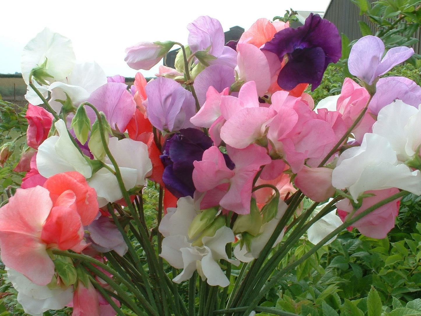 Sweet Pea Mammoth Mixed