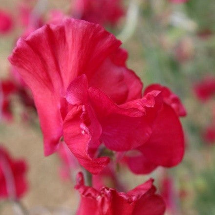 Sweet Pea Millennium