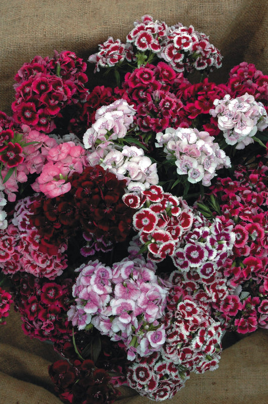 Sweet William Auricula Eyed Mix