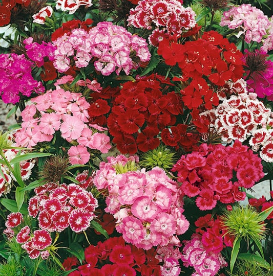 Sweet William Messenger Mixed