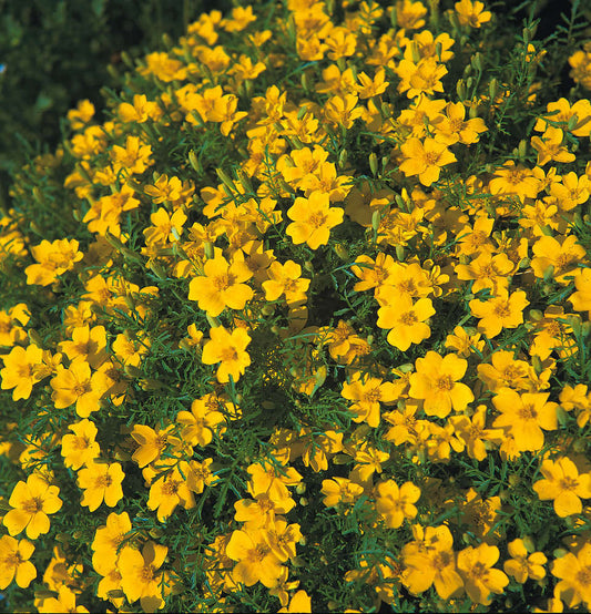 picture of Tagetes Lemon Gem
