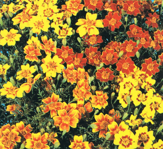 Tagetes Starfire Mix