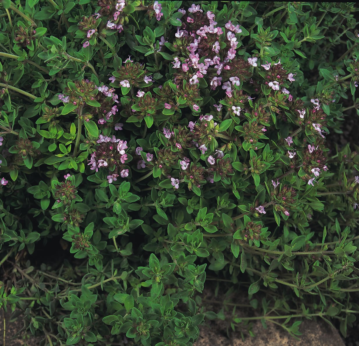 Thyme Common