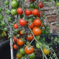picture of Tomato Ciliegia naturally nurtured seed