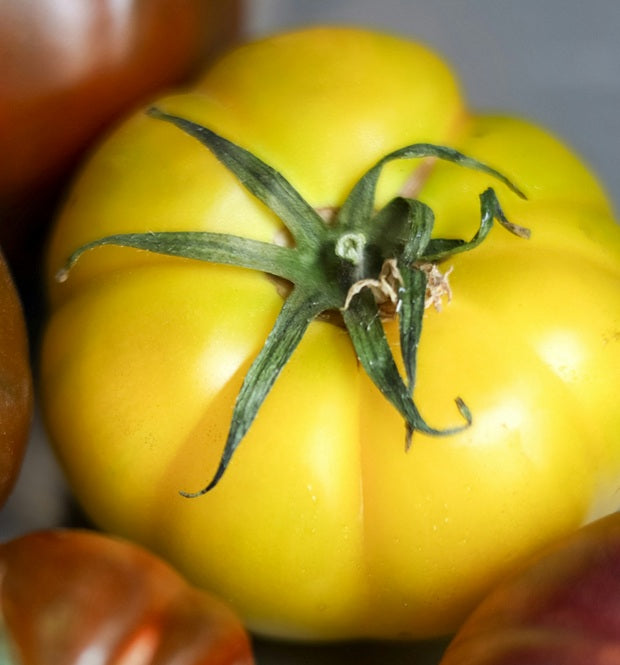 Tomato Azoychka