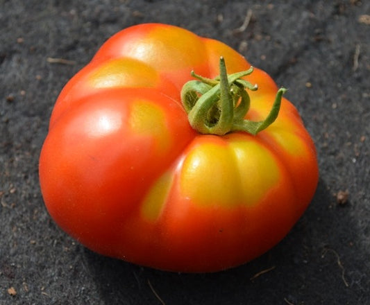 Tomato Marmande