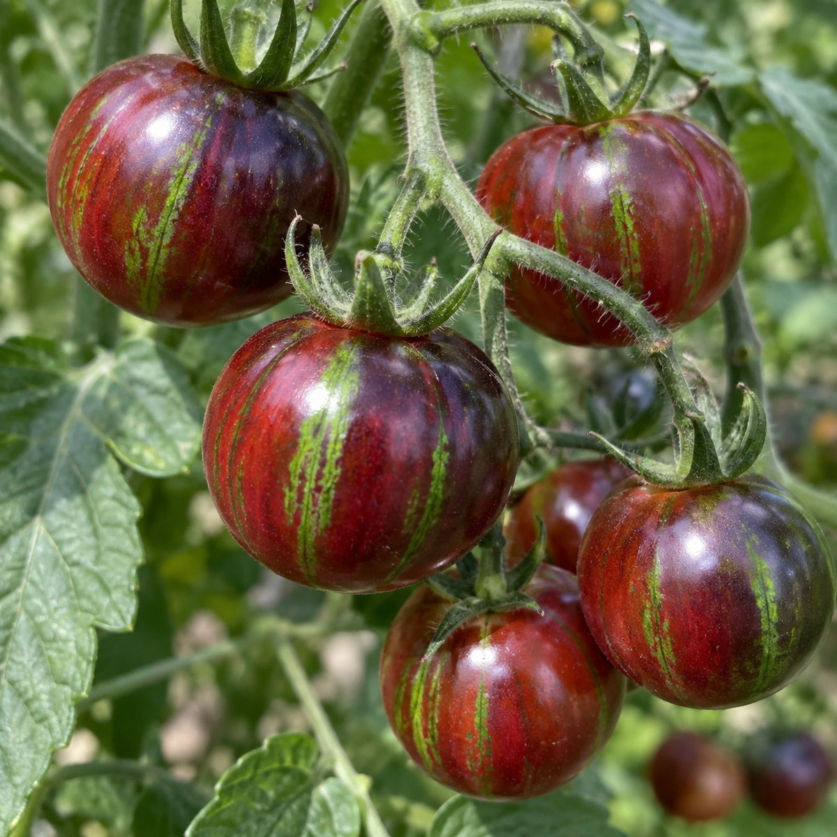 Tomato Bumblebee Purple