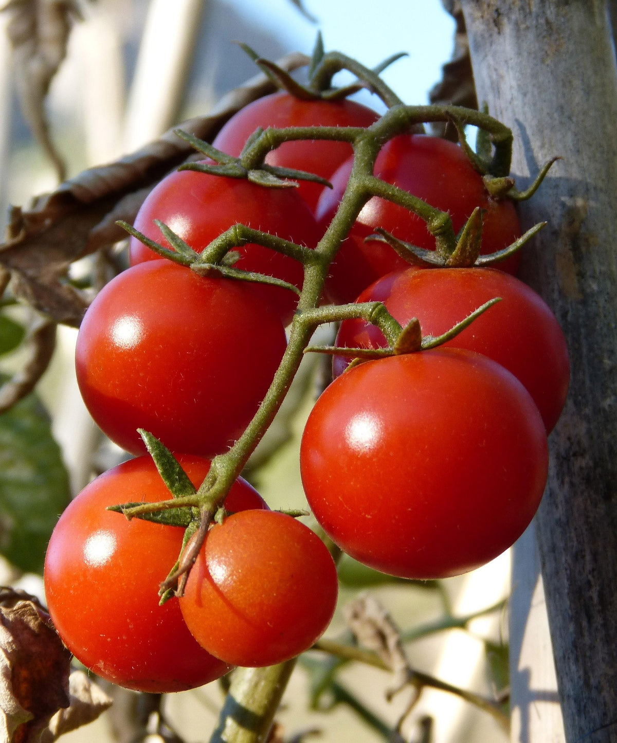 Tomato Tamina
