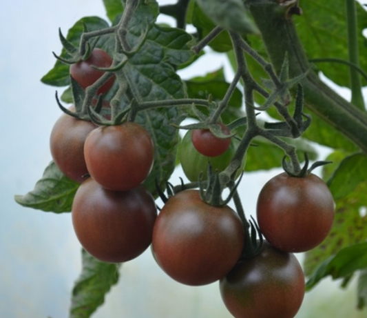 Tomato Black Cherry