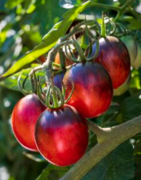 Tomato Black Moon F1