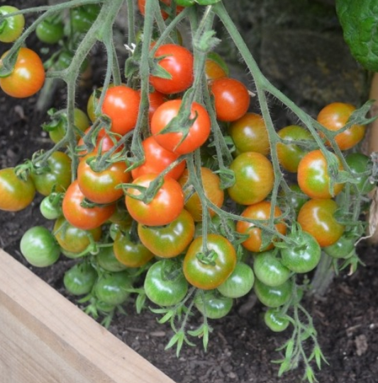 Tomato Cerise