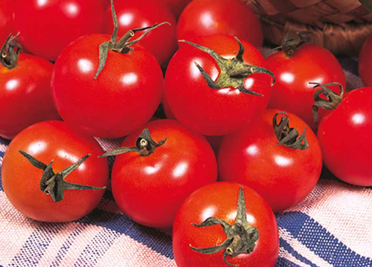 Tomato Gardener's Delight