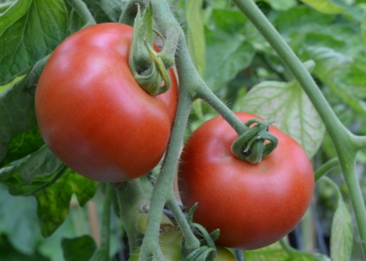 Tomato Matina
