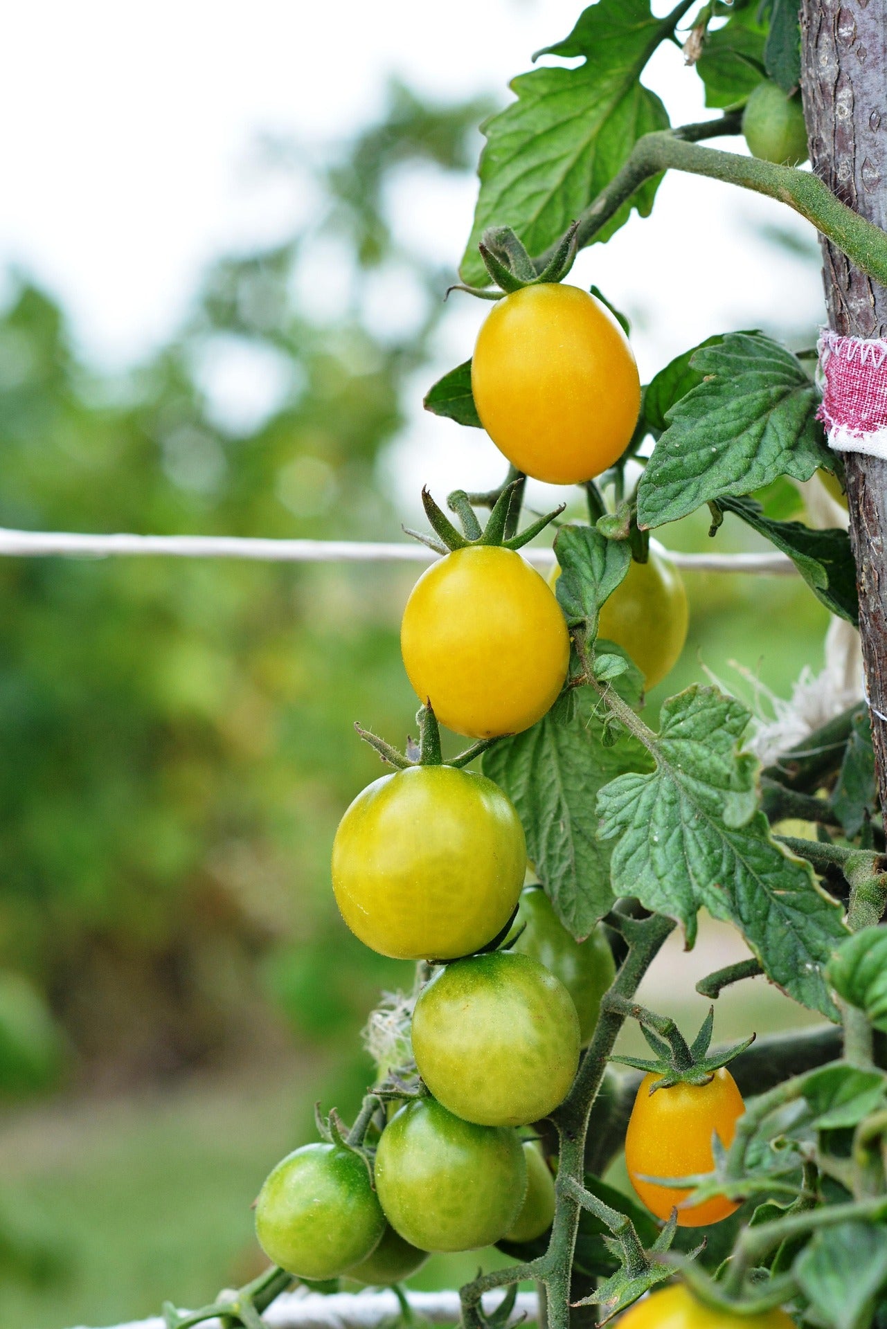 Tomato Ola Polka