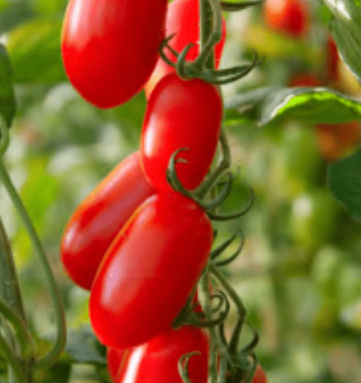 Tomato San Marzano