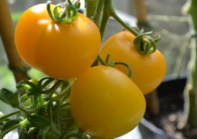 Tomato Yellow Perfection