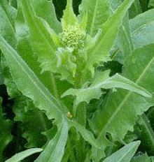 picture of Turkish Rocket