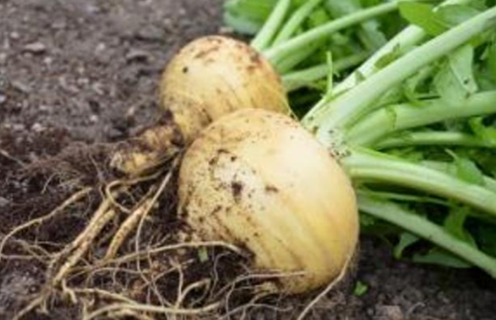 Turnip Goldana