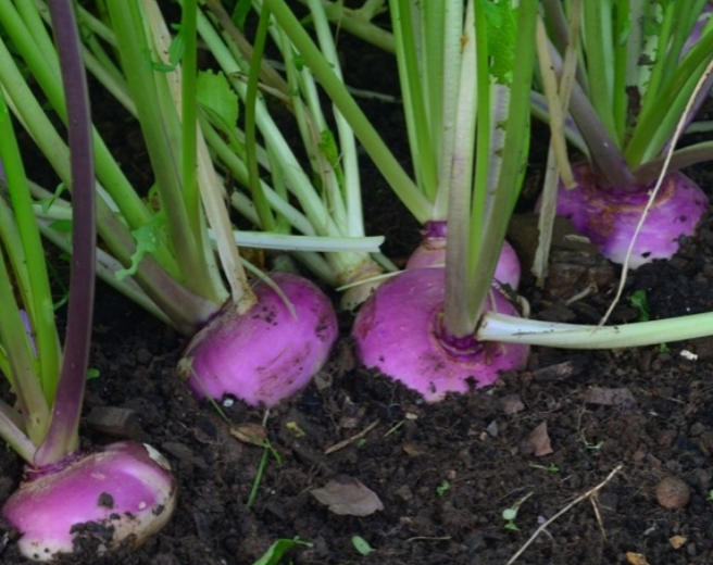 Turnip Milan Purple Top
