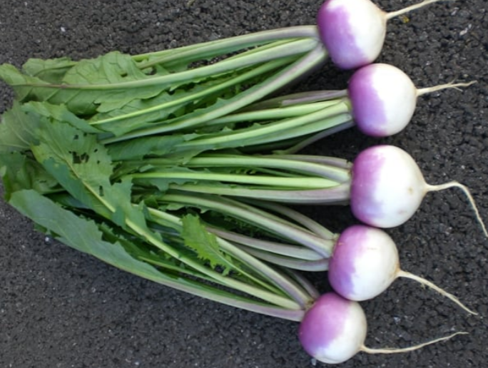 Turnip Sweetbell F1
