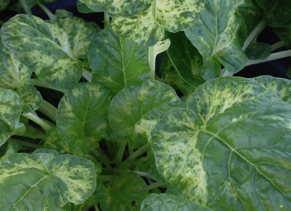 Variegated Land Cress