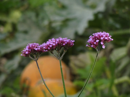 Verbena Bonariensis