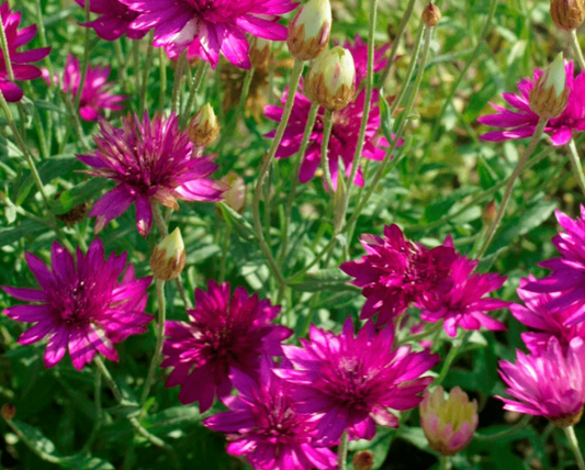 Xeranthemum Lumina Double Mixed