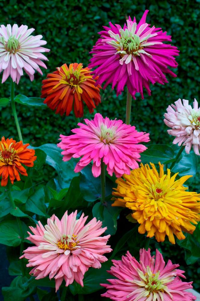 picture of Zinnia Giant Cactus