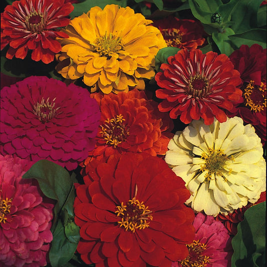 Zinnia Dahlia Flowered Mix