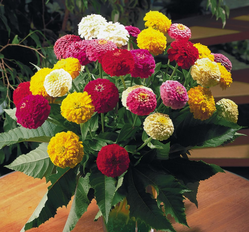 Zinnia Oklahoma