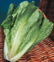 Lettuce - All