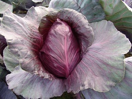 Cabbage Kalibos