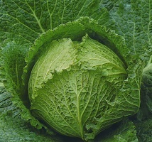 Cabbage Tundra F1