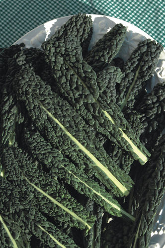 Kale Black Tuscany (Nero de Toscano)