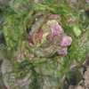 Lettuce Marvel of Four Seasons (looseleaf)