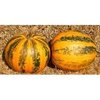 Pumpkin Kakai naturally nurtured seed
