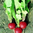 Radish Cherry Belle naturally nurtured seed