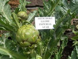 Artichoke Imperial Star naturally nurtured seed