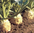Celeriac Ibis naturally nurtured seed