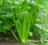 Celery Tall Utah naturally nurtured seed