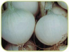 Onion Musona White Italian naturally nurtured seed