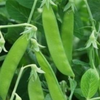 Pea Mangetout: Norli naturally nurtured seed