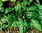Spinach Matador naturally nurtured seed