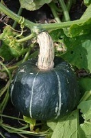 Squash Buttercup naturally nurtured seed